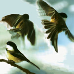 Chickadee Capers