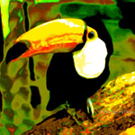 Toucan