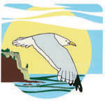 Cliff Gull