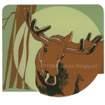 Curious Moose