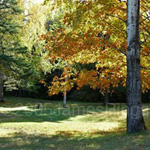 Cemetery Peace